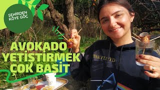 Gel Abi Gel Avokado Ya Gel Çekirdekten Avokado Yetiştirmek Köyde Yaşamak