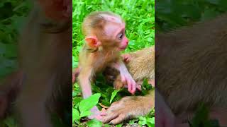 Adorable Baby Alfie Daily Wildlife Monkey #Rainbow #Leo #Lucie #Libby #jenifer #luno