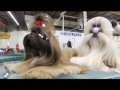 Dogs 101  Shih Tzu