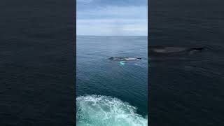 Mother whale and baby