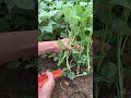 Cut the vegetable garden that has been growing for a long time #Tips for planting v#53692