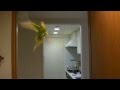 おしゃべりインコのピッピが飛ぶ！Bird Fly in the Morning