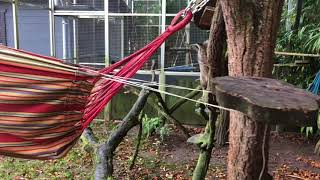 Information Fidela and Etana in their hammock Guide