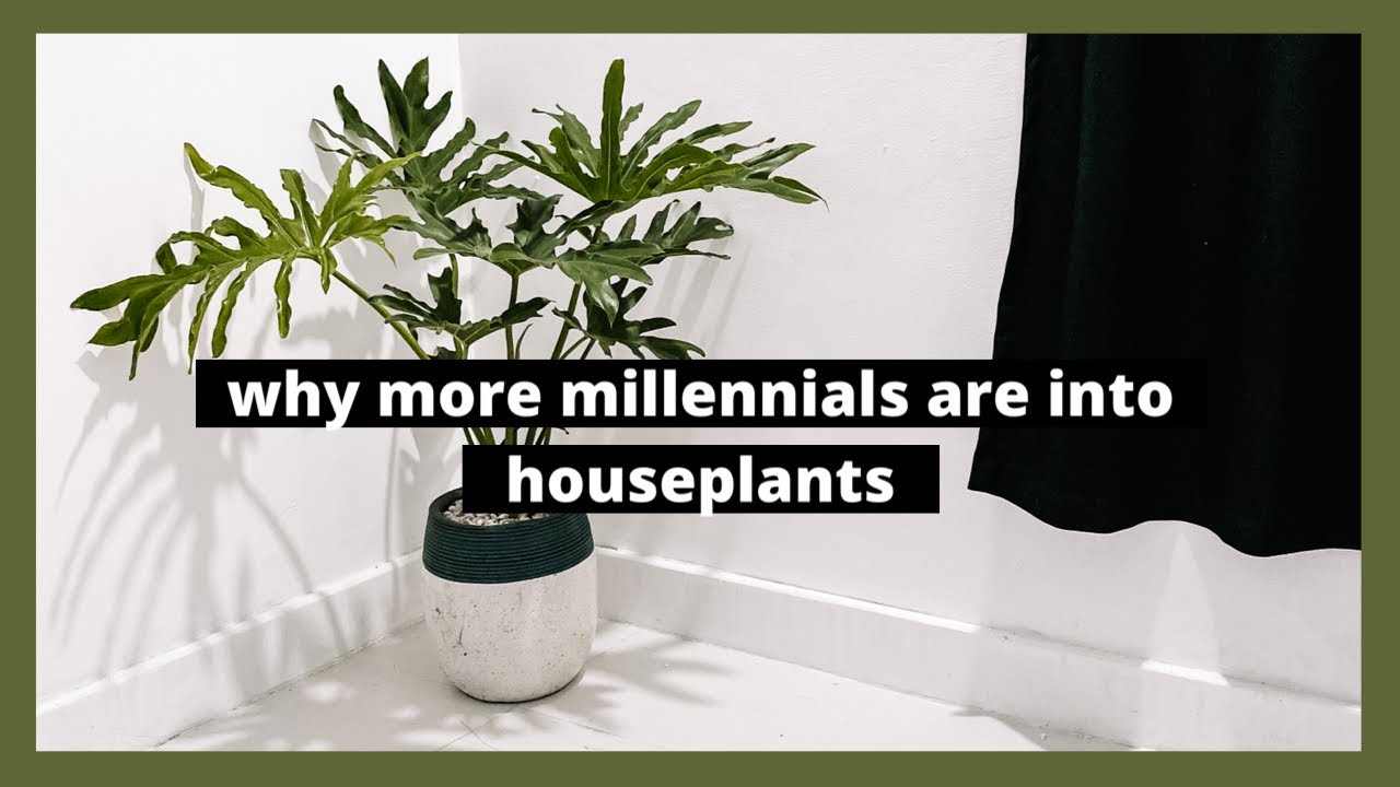 Best Indoor Plants + Plant Tips & Care (Philippines)