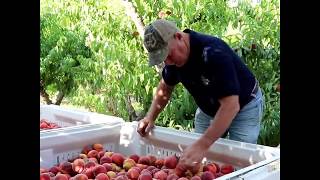 Famous Timing is Everything When Harvesting Peaches Wealth