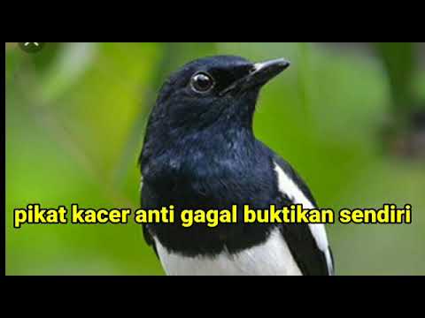Pikat Burung kacer Anti gagal - Buktikan sendiri