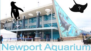 Let’s Check Out Newport Aquarium 