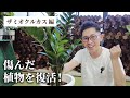 【動画で解説】傷んだ植物をメンテナンス！ザミオクルカス編
