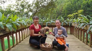 Phuong - Bushcraft Dogs Breeds &Her Chicken - Building Bamboo House For Chicken