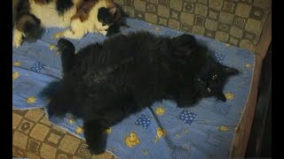 Bobtail Moves Tail by Everlasting Cats 91 views 3 years ago 55 seconds