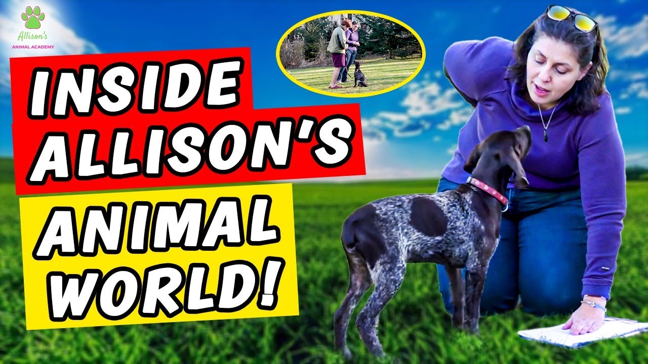 Allison’s Animal Academy | Energy Healing & Holistic Dog Training with Heart