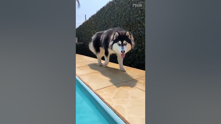 Awesome husky #dog