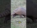 Animal Profile: Armadillo #animals #facts #education #information