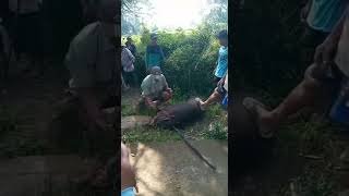 Mengerikan Babi hutan/Celeng mengamuk warga Windusari magelang...