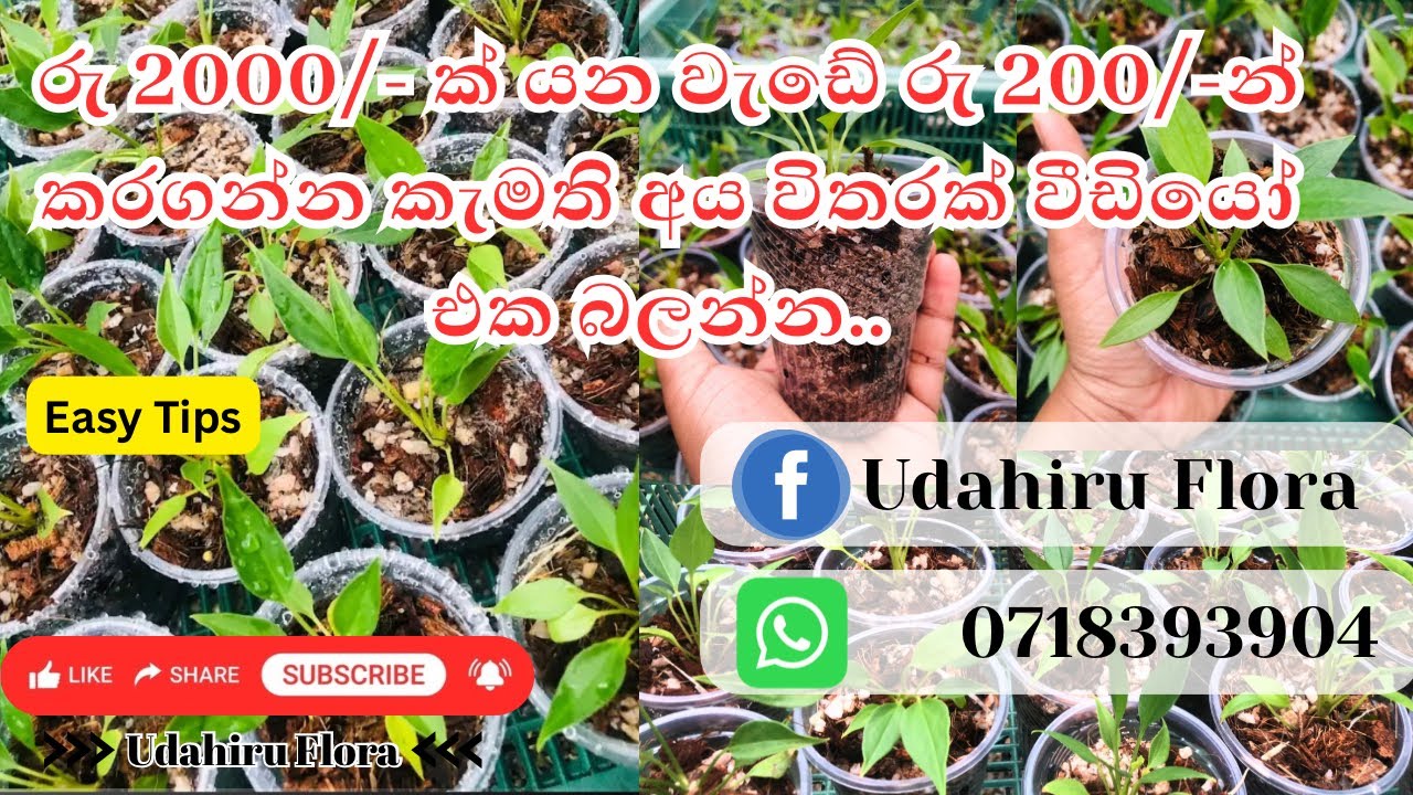 රු 2000 වැඩේ රු 200 න්💸🪴අඩු වියදමකින් වැඩි වැඩක් කරගන්න | ලේසී පහසුයි👌වීඩියෝ එක skip නොකර බලන්න🔜