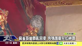 1080311麻雀築巢髒亂困擾 角鴞護廟宛如神蹟