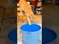 Cat Fell into the Paint Bucket 🛢️🐈 [Helen TV] #funny #shorts