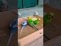 Beautiful budgies 😍 ❤️ #budgies #birds