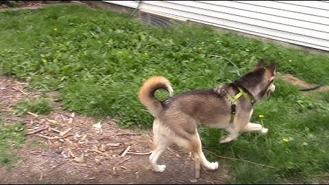 Making Fetch Happen!