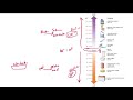 Mastering pH: Insights into Acids, Bases, and Litmus Testing