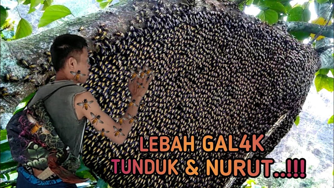 Cara Hipnotis Lebah Gal4k Tunduk dan Jinak Sama Kita, Ribuan Tawon Liar Pasrah di Panen Madunya!!