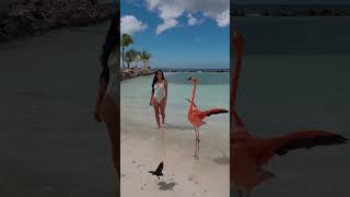 This is your sign to visit the famous flamingo island in Aruba! 🦩 #shorts #aruba #travel