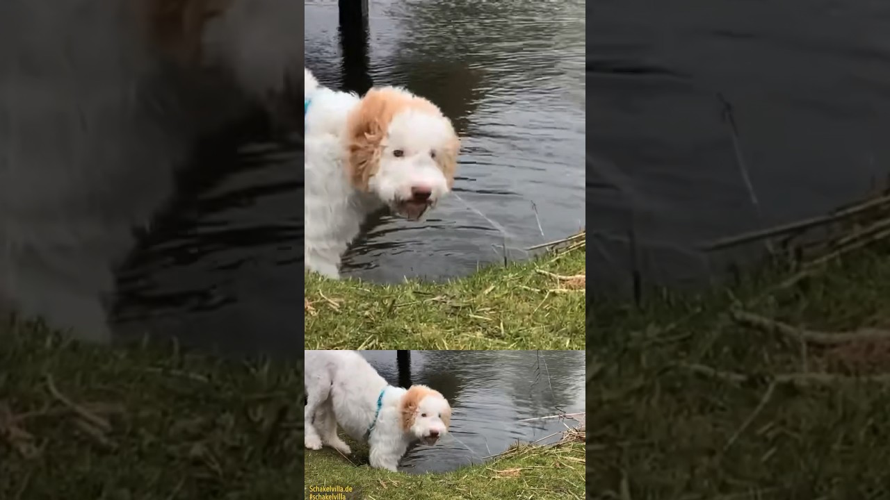 Luna jagt Blätter am Ferienhaus Schakelvilla in Makkum am IJsselmeer