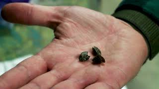 Zebra Mussels: What Were Doing To Control Them