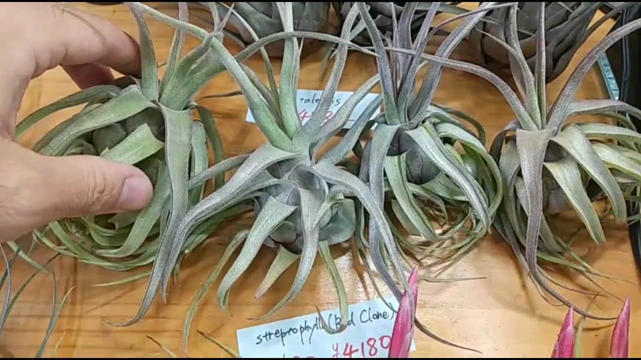 Introducing Tillandsia released on August 31, 2024 - YouTube