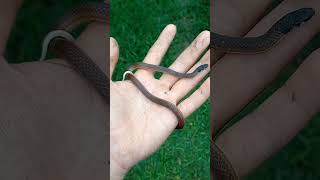La Tantilla melanocephala