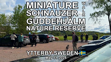 MINIATURE SCHNAUZER WALK GUDDEHJÄLM NATURE RESERVE 2025 (4K)