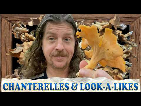 CHANTERELLES & LOOK-A-LIKES: Mushroom Hunting in Southern Indiana