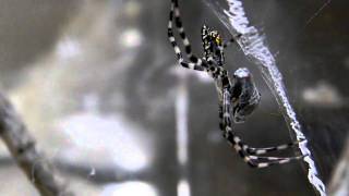 My Argiope With A Wrapped Fly