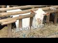 ¿Genética o Alimento? El secreto de la leche de cabra - TvAgro por Juan Gonzalo Angel