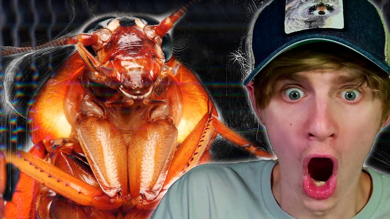 MY APARTMENT IS FULL OF ROACHES... YouTube