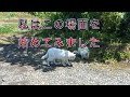 #へび#愛ちゃん####