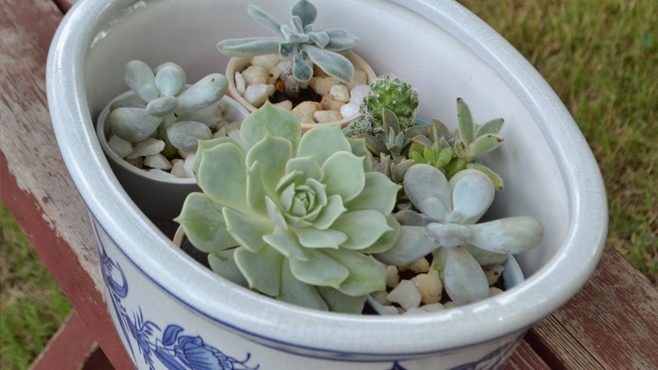 PROTECT YOUR SUCCULENTS FROM THE RAIN! YouTube