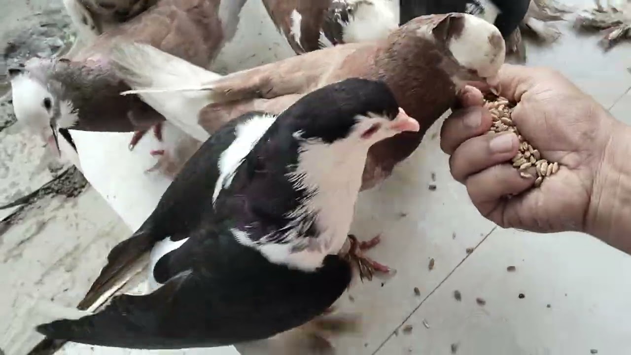 সবার পছন্দের পোষা কবুতর ।  bangladesh