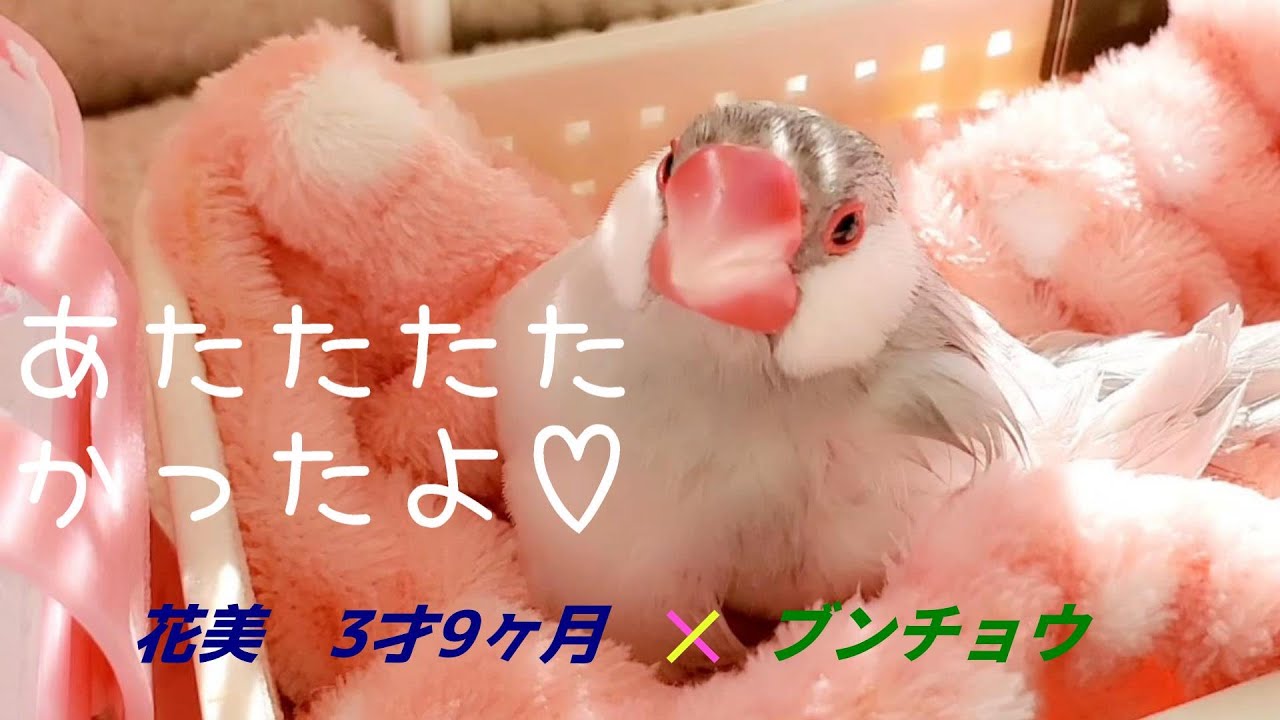 介護】立てない文鳥さんの日向ぼっこ 花美 java sparrow pinohana