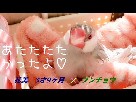 hana   に鳥 介護】立てない文鳥さんの日向ぼっこ 花美 java sparrow pinohana