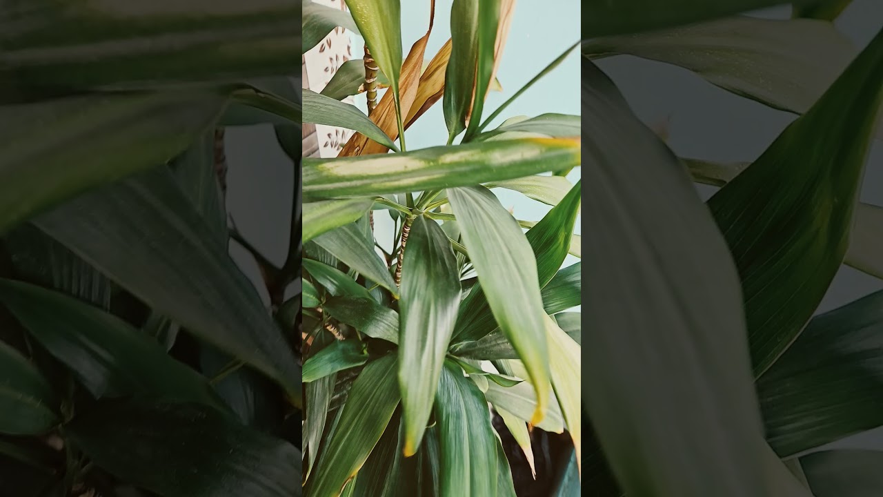 Dracaena fragrans Plant