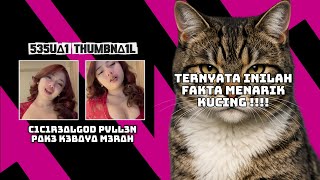 FAKTA UNIK KUCING YANG JARANG DIKETAHUI😱