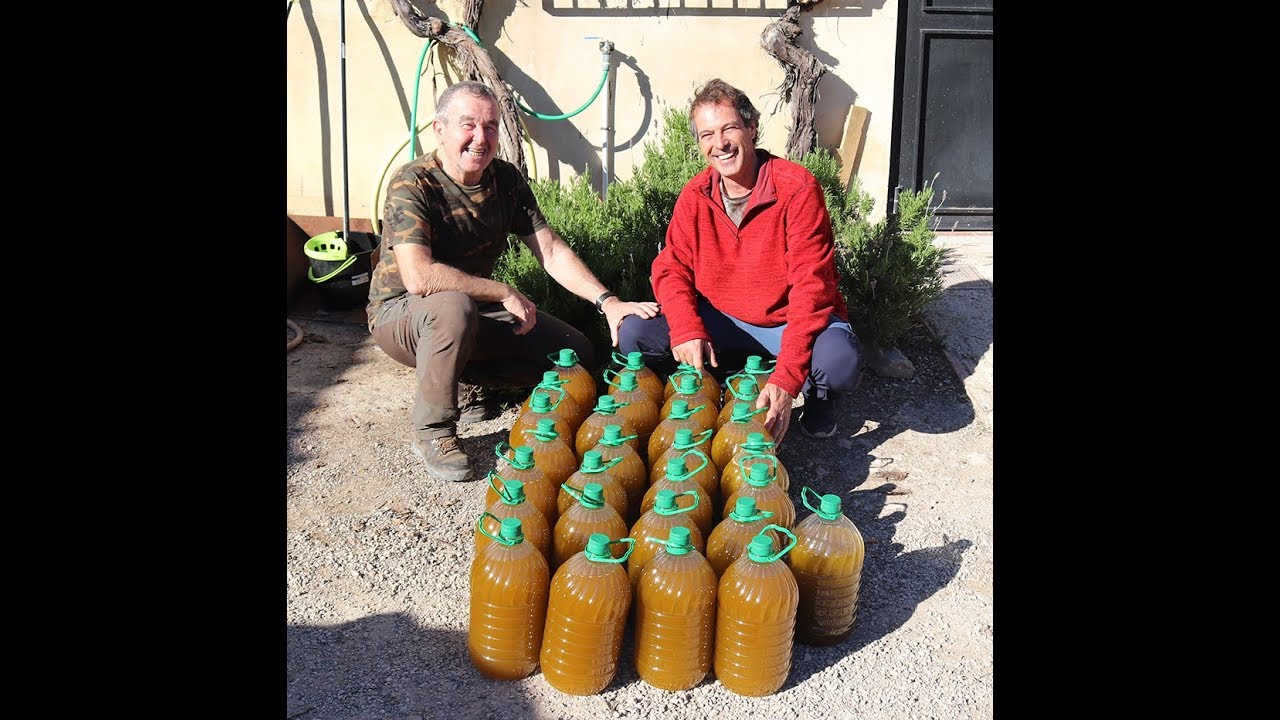 Recogiendo oliva y obteniendo un aceite virgen extra