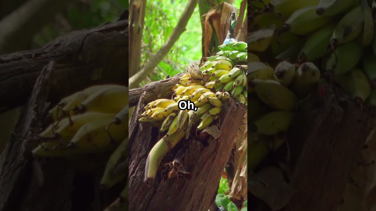Bananas: The Giant Herb You ThoughtWas a Tree! 