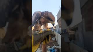 big eagle #eagles