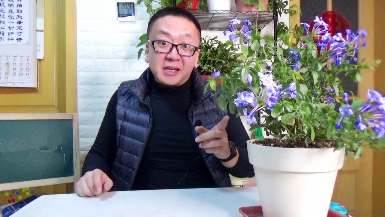 这盆花在阳台悄悄开了3个月 值了 坤哥玩花卉 Youtube 这盆花在阳台悄悄开了3个月 值了 坤哥玩花卉 Youtube