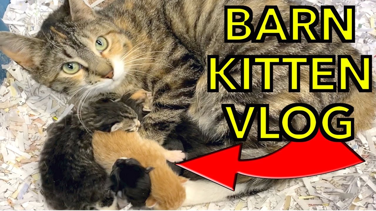 Maggie May Barn Cat Surprises Us With Kittens