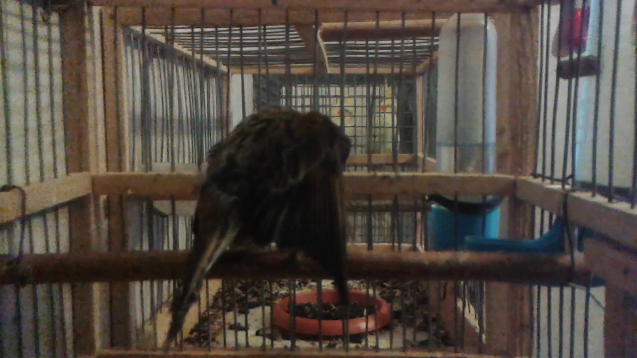 Красношапочный вьюрок пение