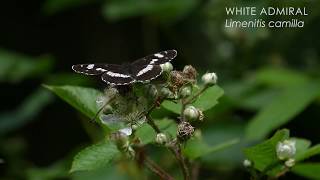 The White Admiral butterfly