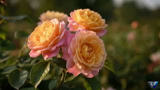 This Rose Garden Will Take Your Breath Away 🌹 4K Relaxing Nature Walk